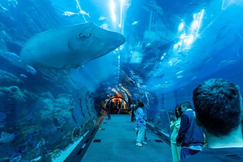 迪拜水族馆,水下隧道,人们穿行而过,上方有一只大型魟鱼游过。