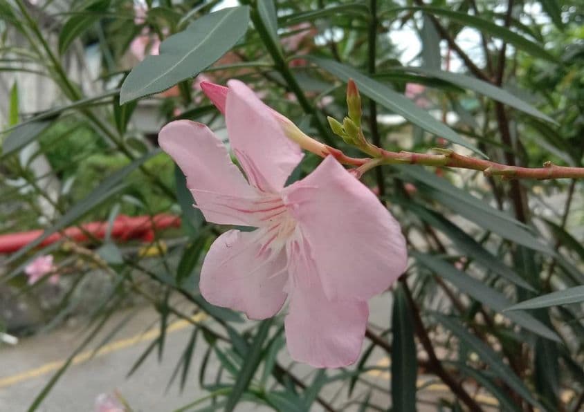 夹竹桃花朵,绿色叶子和背景中可见一条路。