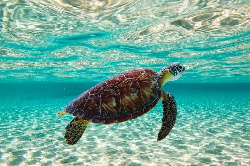 海中游泳的海龟