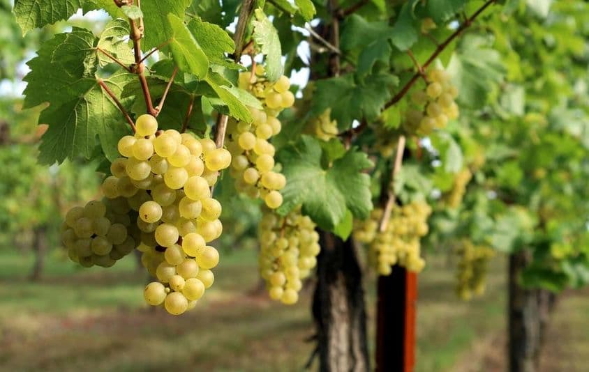 图片展示了挂着成熟葡萄的葡萄藤。