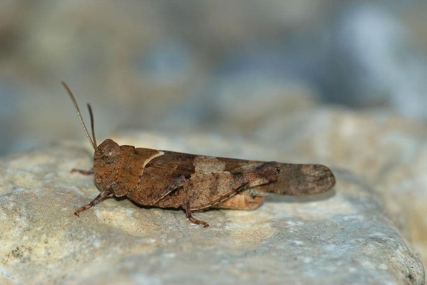 停在岩石上的蝗虫。