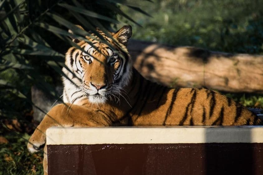 老虎躺在阴凉处。