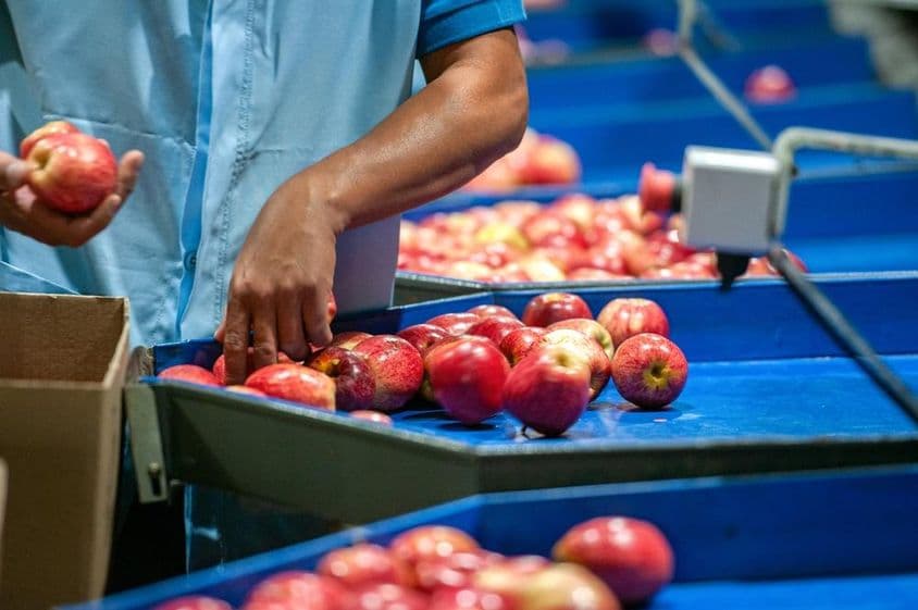 在包装厂挑选苹果的男子。