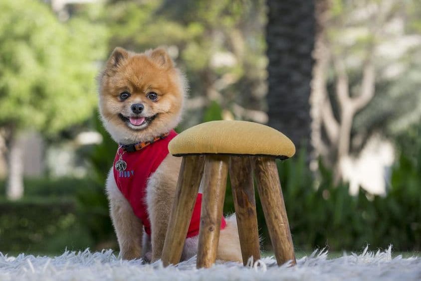 穿红色衬衫的纯种博美犬。