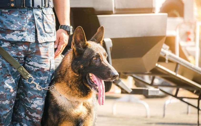 K9德国牧羊犬。
