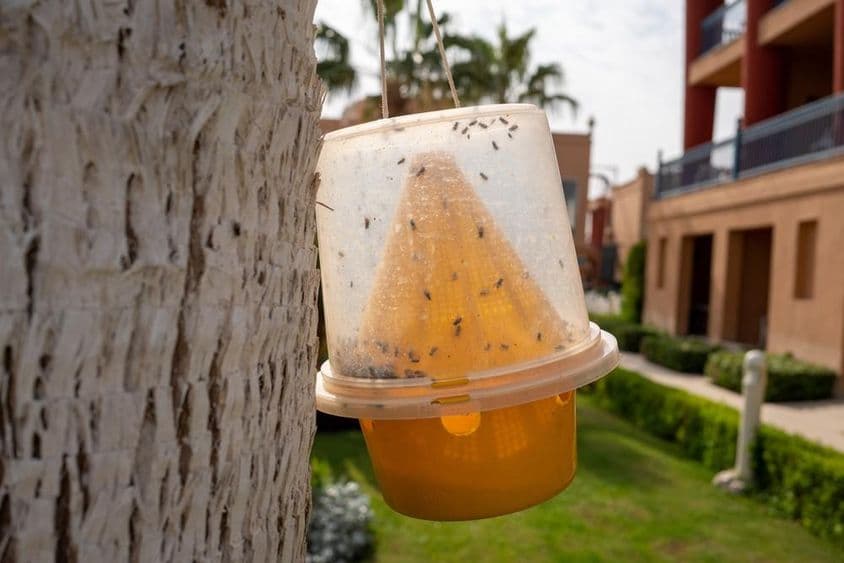 捕捉蚊虫、苍蝇等昆虫的陷阱。