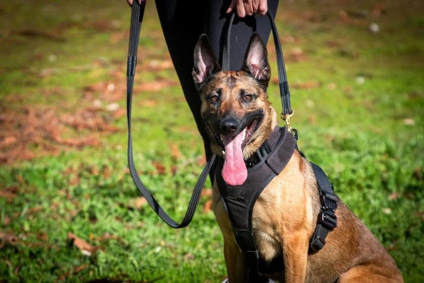 K9犬训练