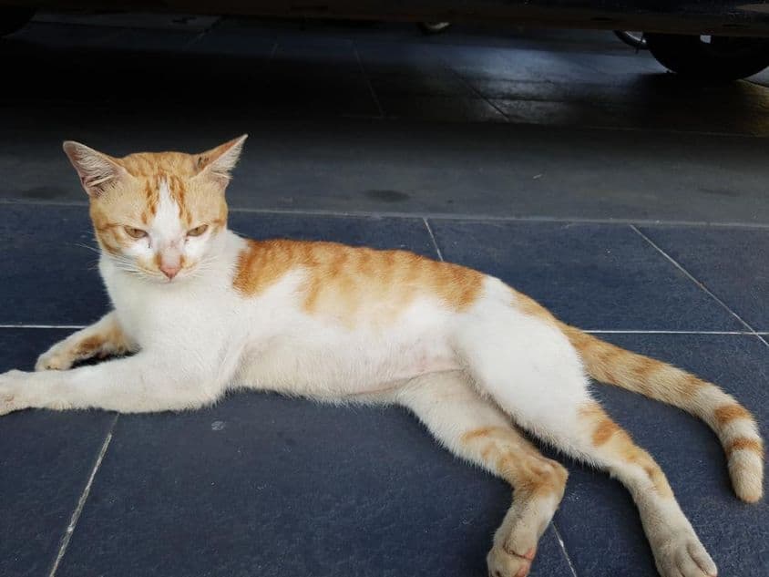 阿拉伯马,家猫的一种。