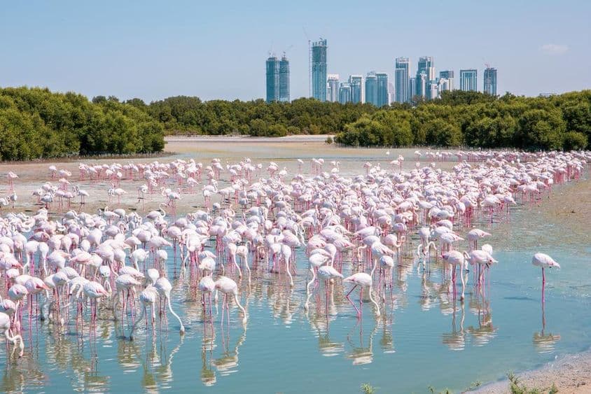 数以千计的大火烈鸟(Phoenicopterus roseus)在迪拜拉斯阿尔霍尔野生动物保护区。