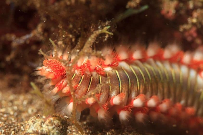 水中的海火虫。