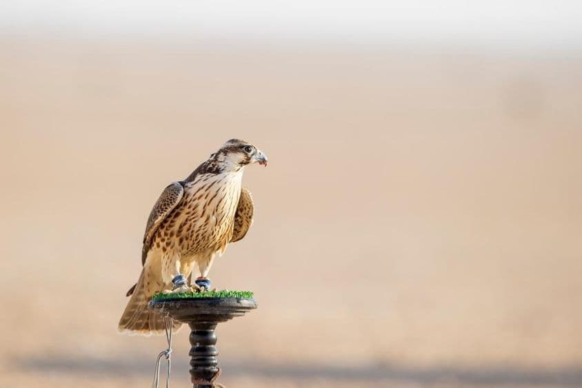 猎鹰在卡塔尔麦萨伊德的沙漠训练中