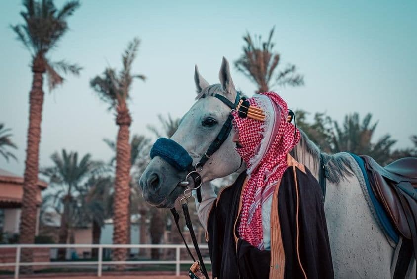 背景中有棕榈树的马