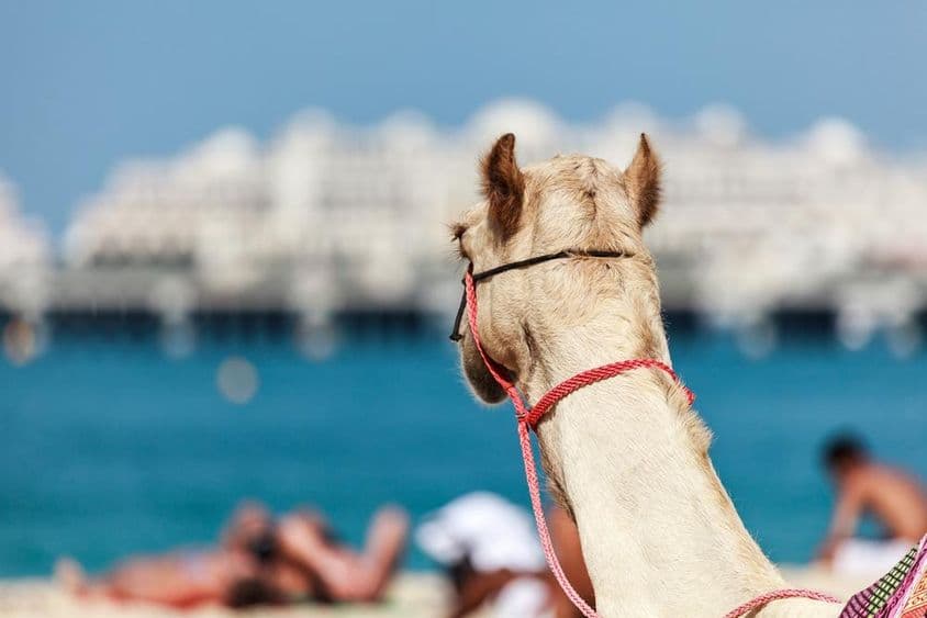 骆驼骑行是迪拜冬季和寒冷天气中非常受欢迎的活动。