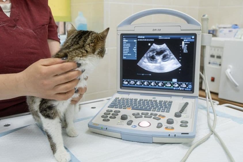 小猫坐在现代兽医诊所的超声波机器前。