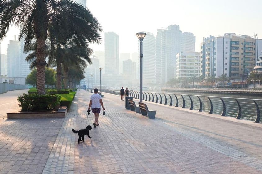 清晨阳光下的一位女士牵着狗在城市中漫步。