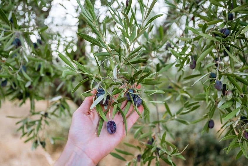 一只手握着橄榄树上的蓝色橄榄。