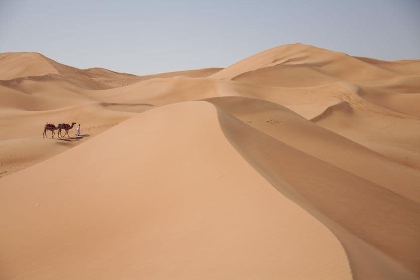 迪拜沙漠中的骆驼