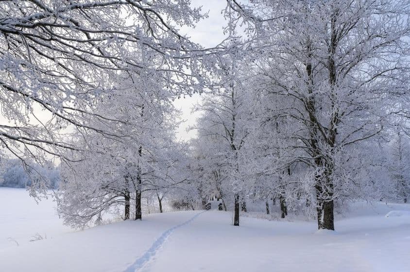 积雪天,冰冻的树木和穿过森林的小路