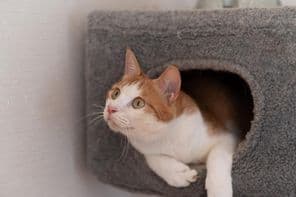 猫休息在猫塔上。