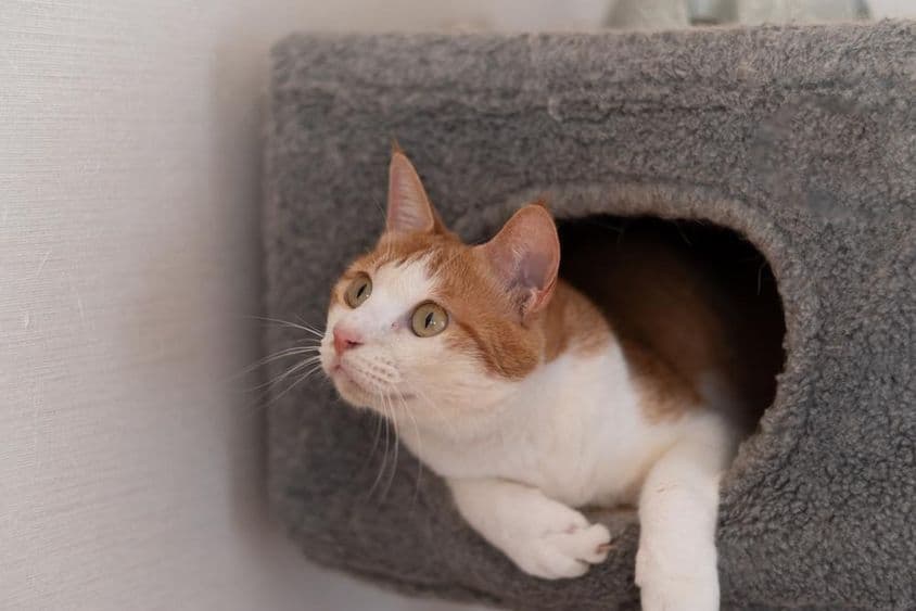 猫休息在猫塔上。