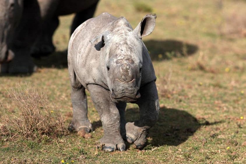 新生白犀牛
